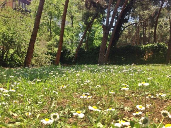 Arka Bahçe ve Papatyalar 1