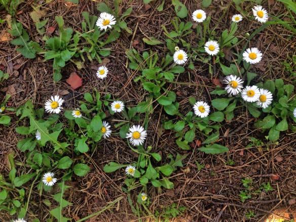 Arka Bahçe ve Papatyalar 2