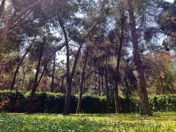 Arka Bahçe ve Papatyalar 3